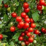 Potagères - Tomate Cerise - BIO - face recto